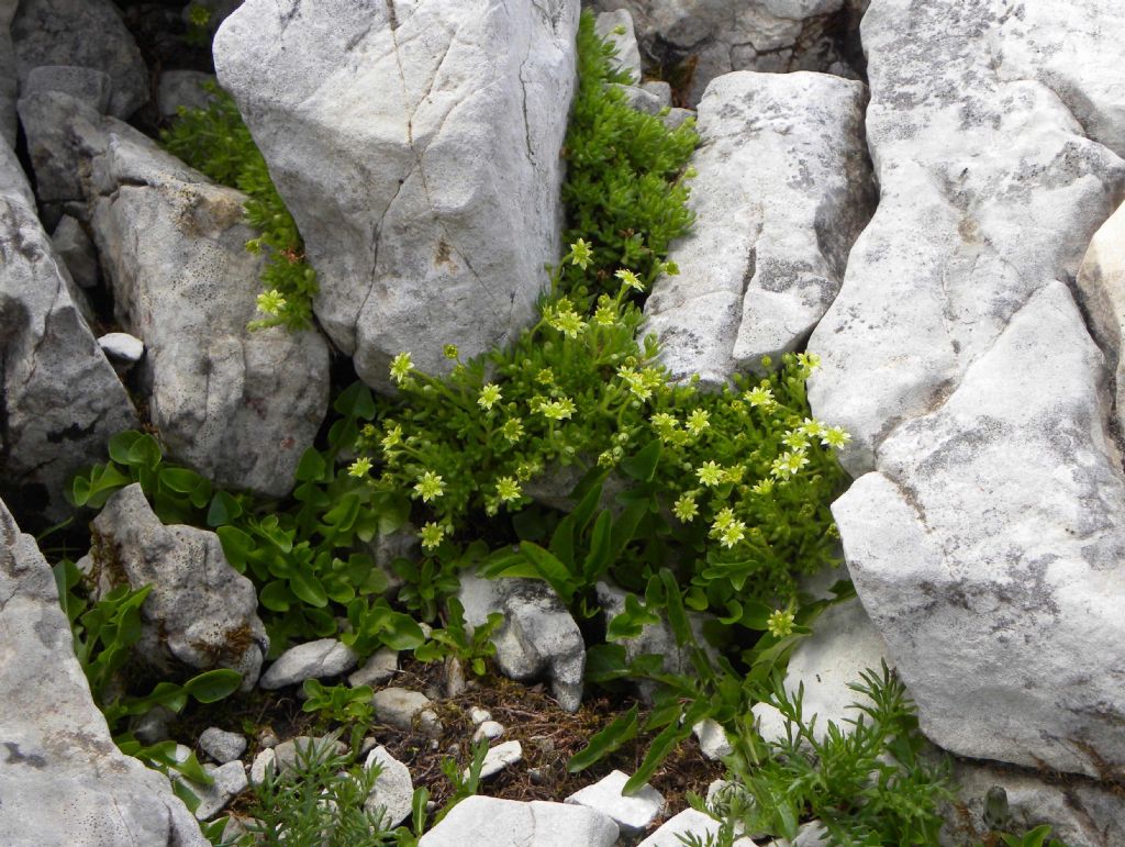 Saxifraga sedoides